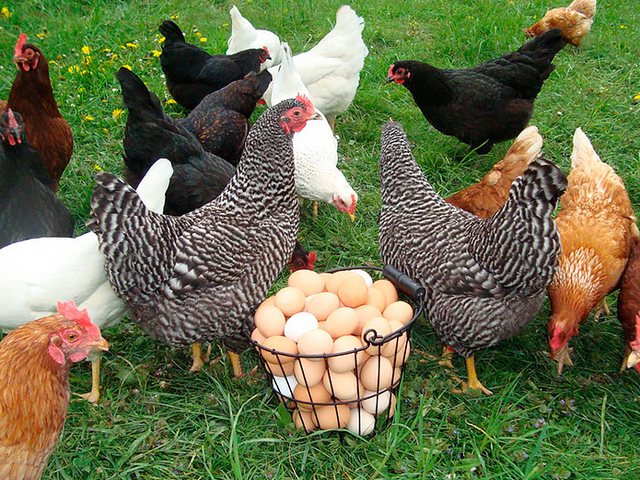 Содержание кур и уход за ними | ЗооТом - продажа, вязка и услуги для животных в Давлеканово