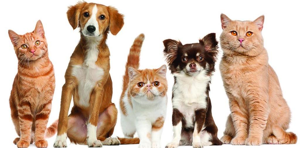 Доска объявлений о животных | ЗооТом - продажа, вязка и услуги для животных в Давлеканово