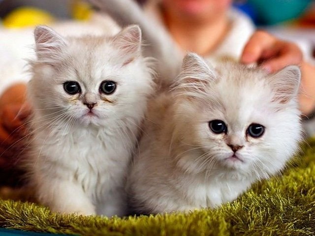 Породы кошек в Давлеканово | ЗооТом портал о животных