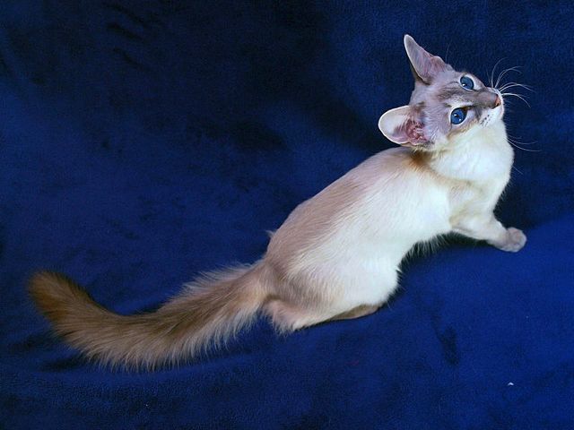Выведенные породы кошек в Давлеканово | ЗооТом портал о животных