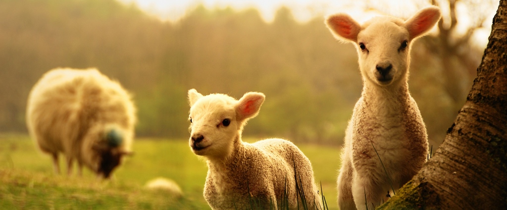 Объявления о сельскохозяйственных животных | ЗооТом - продажа, вязка и услуги для животных в Давлеканово