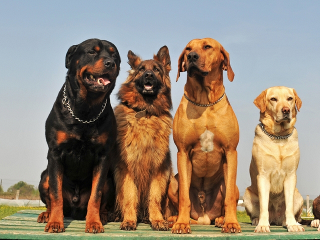 Крупные породы собак в Давлеканово | ЗооТом портал о животных